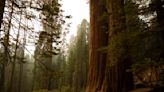 How Sequoia became the most polluted national park in America