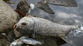 Oil barriers to rein in spread of dead fish from Oder River