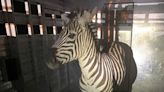 Escaped zebra captured after nearly a week on the run