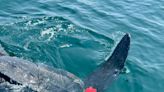 Have you seen it? Leatherback sea turtle in danger of drowning off coast of Fenwick Island