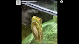 Toxic invasive tree frog hitched ride in car traveling from Florida to North Carolina