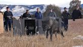 Colorado's released wolves deliver first litter; biologists spot one pup