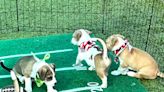 Puppies playing football! Puppy Bowl is back at Cape Coral Animal Shelter, streaming live