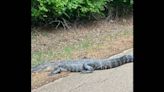 Nearly 8-foot gator subjected to selfies, poking as it crosses road, TN officials say