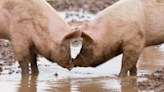 Fascinating Reasons Pigs Love Mud All Come Down to Pure Instinct