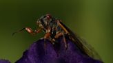 Up close and personal, cicadas display Nature’s artwork. Discerning beholders find beauty in bugs.