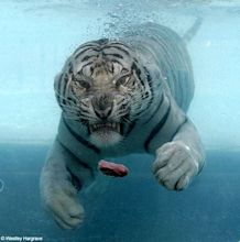 Th fearsome sea-tiger : r/fiercecats