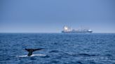 ...Protect Whales from Ship Collisions, Urge Companies to Go Carbon Neutral, Tell the EU to Ban Live Sheep Exports, and More!