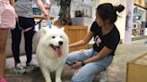 治療犬招募｜50狗狗候選 慈善基金冀擴展動物輔助治療服務