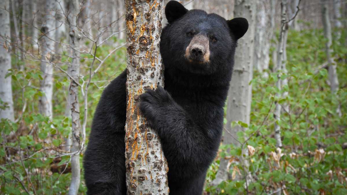 Vermont Forest Service offers tips to avoid bears in wake of several encounters