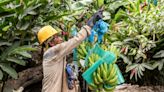 Bananas at risk of devastating disease and extreme heat, Colombian farmers warn