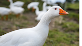 Goose Grieving Loss of Beloved Friend Starts to Heal After 'Adopting' Baby Geese