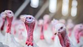 Thanksgiving: Time again to take that bird's-eye view of our language