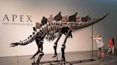 Fóssil de estegossauro é leiloado por R$ 244 milhões em Nova York e quebra recorde
