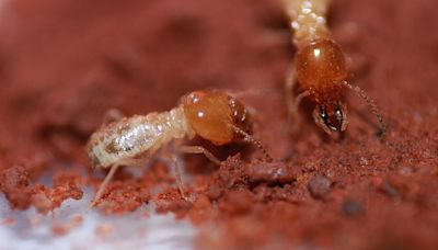 World’s oldest termite mounds found in South Africa, storing carbon for millennia