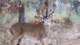 Iowa DNR has a new tool to report deer hemorrhagic disease outbreaks