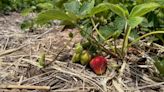 Strawberry picking nears in Northeast Wisconsin following rainy May