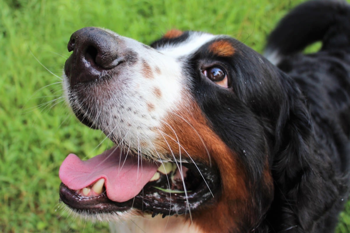 Bernese Mountain Dog Goes Belly-Up at Beach After Being 'So Over Summer'