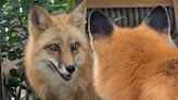 Beloved Red Fox Named Swift Known for her 'Warm Personality' Mourned at Miami Zoo