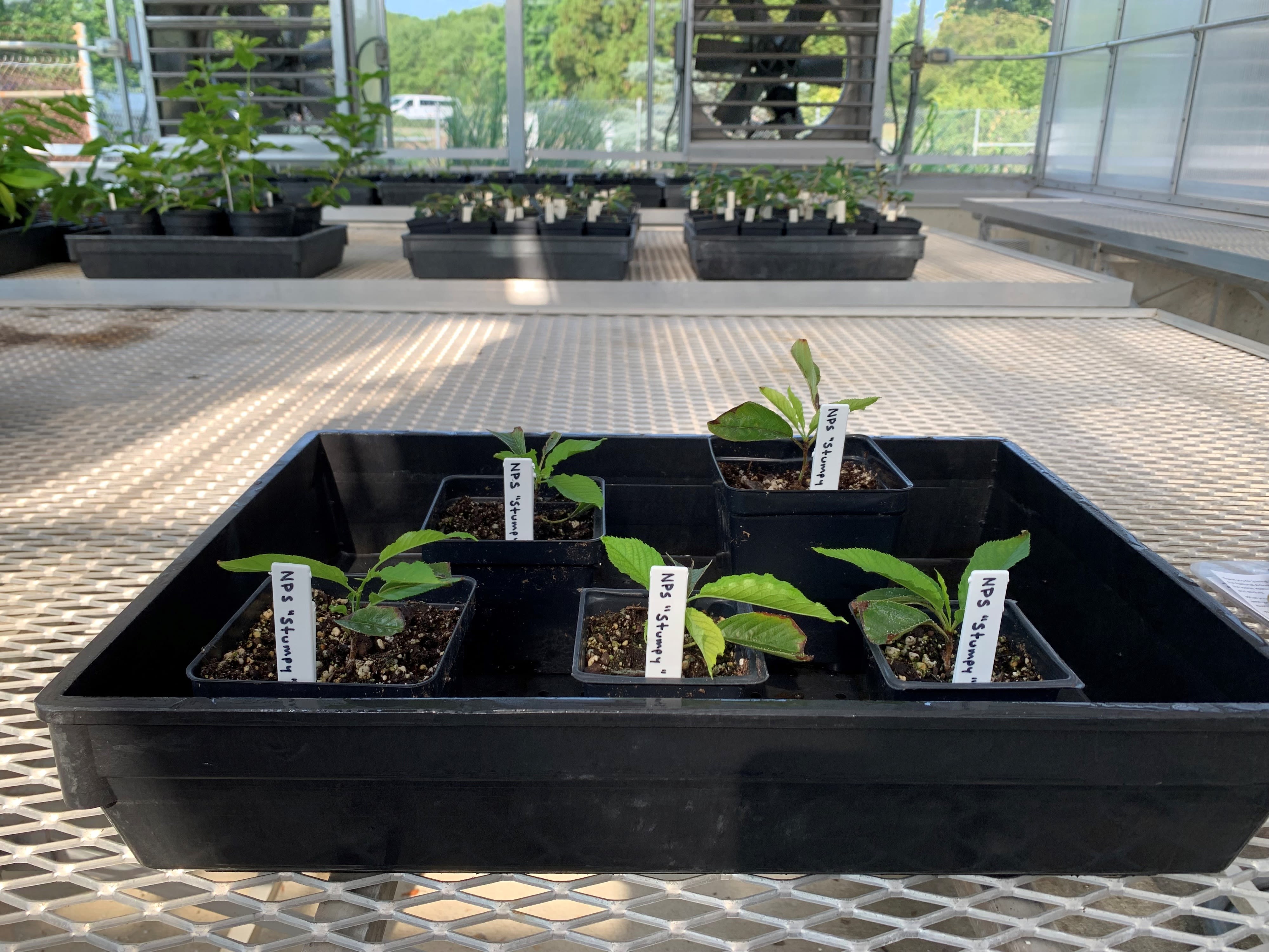 Stumpy 2.0: Clones of beloved Tidal Basin cherry tree are thriving