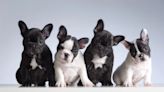 French Bulldog Puppies: Cute Pictures and Facts