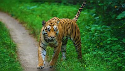 Pench National Park: Tips on the best time to visit, permits and hotels