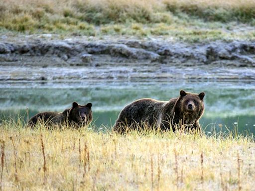 Canada conservationists push back as grizzly hunting ban lifted