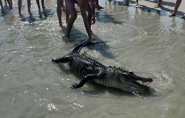 Dead alligator washes up on Hilton Head Island beach
