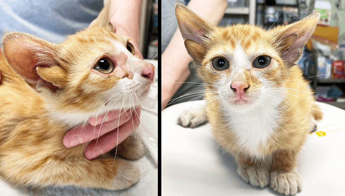 Four-Eared Kitten Rescued By Animal Shelter Is Adorable Genetic Marvel