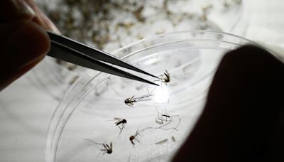 Here's what to know about dengue, as Puerto Rico declares a public health emergency