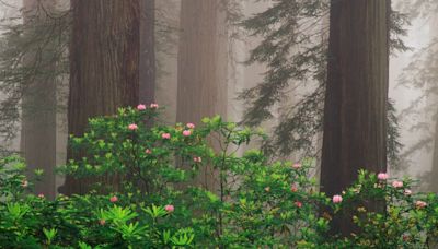 Admire two botanical besties — redwoods and rhododendrons — on a springtime hike