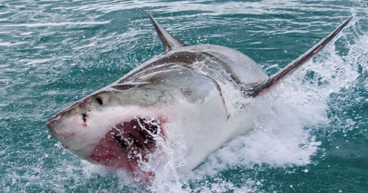 Urgent warning as great white sharks may swim near UK beaches this summer