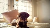 Puppy siblings and a pinch hitter: The five canines behind The Farmer's Dog's Super Bowl commercial