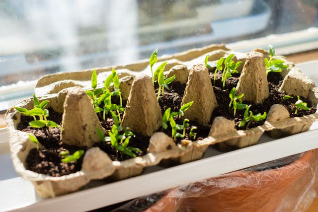 Don't Let Your Egg Cartons Go to Waste—13 Ways to Reuse Them