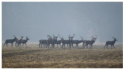 美國2獵人誤食「殭屍鹿肉」！出現「攻擊行為」1個月內亡