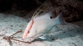 Hogfish 'see' using their skin