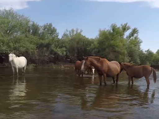 Salt River Wild Horse group urges floaters to be cautious while on the river around the animals