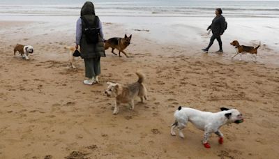 Así fue el último día de los perros en la playa de San Lorenzo (en imágenes)