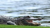 Elderly Florida Woman Killed by 2 Alligators After Falling into a Pond Near Her Home