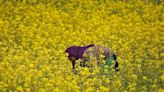 India 'deeply engaged' in developing GM seeds for 13 crops