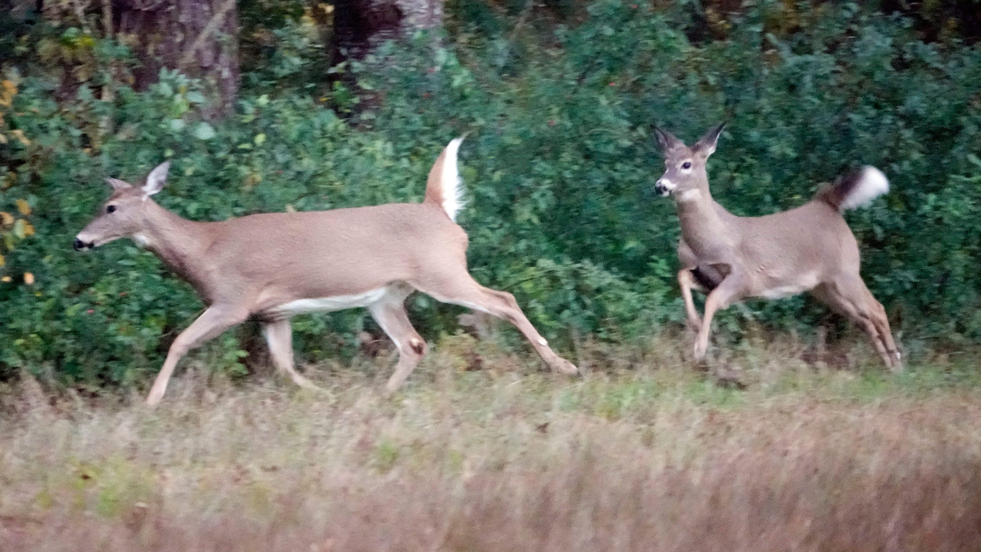 Battle with Texas rancher ends, 249 'zombie deer' killed amid state's largest CWD outbreak