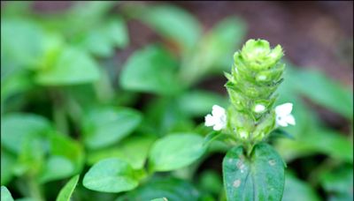 【家庭plus．香草隨食札記】夏枯草 春花夏枯秋結