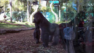 Gorillas at the San Diego Zoo are getting too much screen time