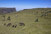 Simien Mountains