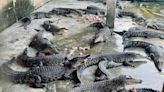 Join me on a journey into the heart of Singapore's last remaining crocodile farm