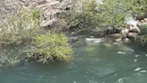 Bear is swept into raging rapids ‘no human could have survived,’ California video shows