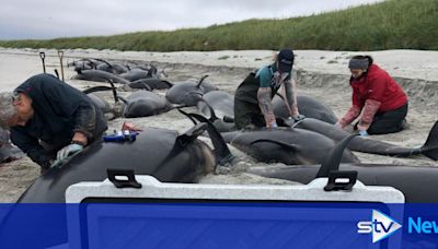 Investigation into mass whale stranding amid search for burial sites