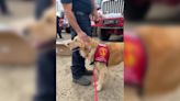 Therapy dog boosts moral among firefighters battling raging Oak Fire in California