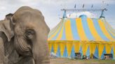 Pourquoi existe-t-il encore des cirques avec animaux en France ?