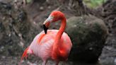Flamingo's 'Happy Water Bowl Dance' Will Brighten Anyone's Day